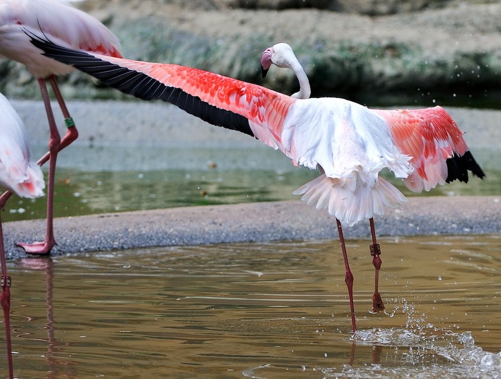 Rosa Flamingo