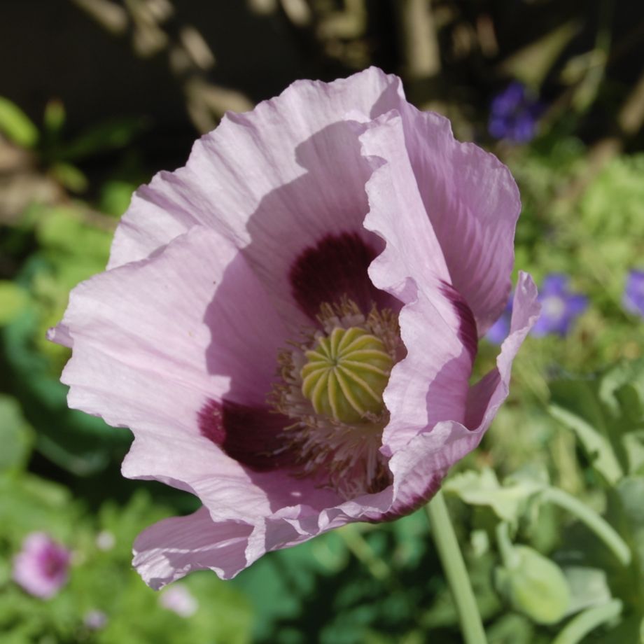 Rosa Mohn