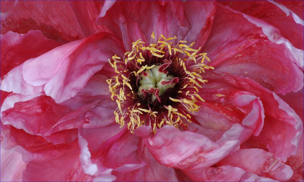 rosa rot 3 2W