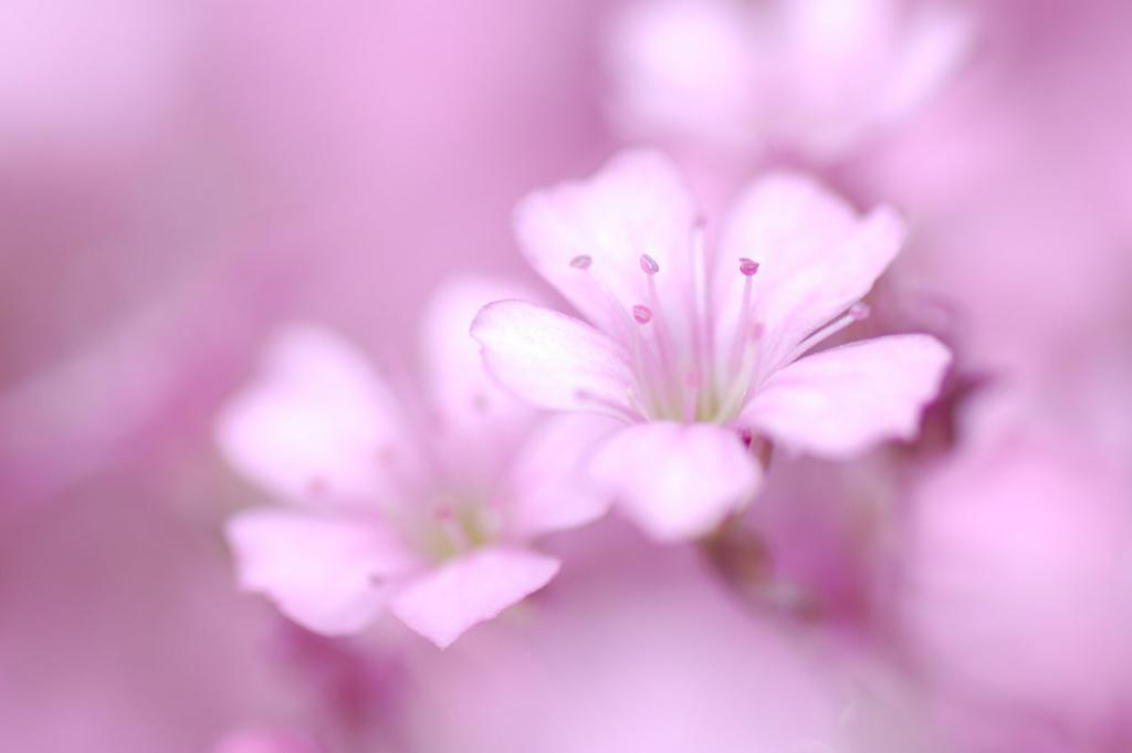 rosa Traum