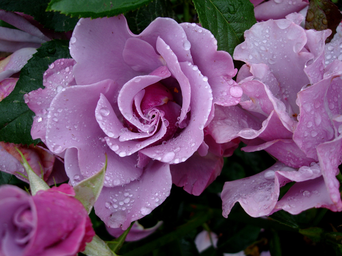 rose 1 Neuseeland 121