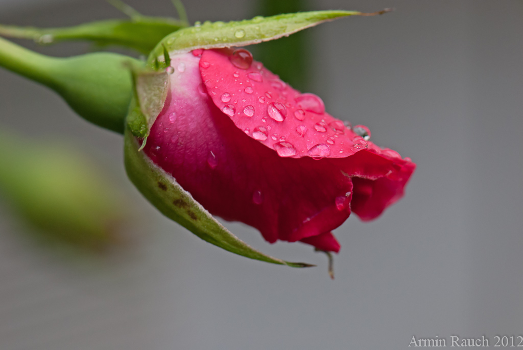 Rose 1