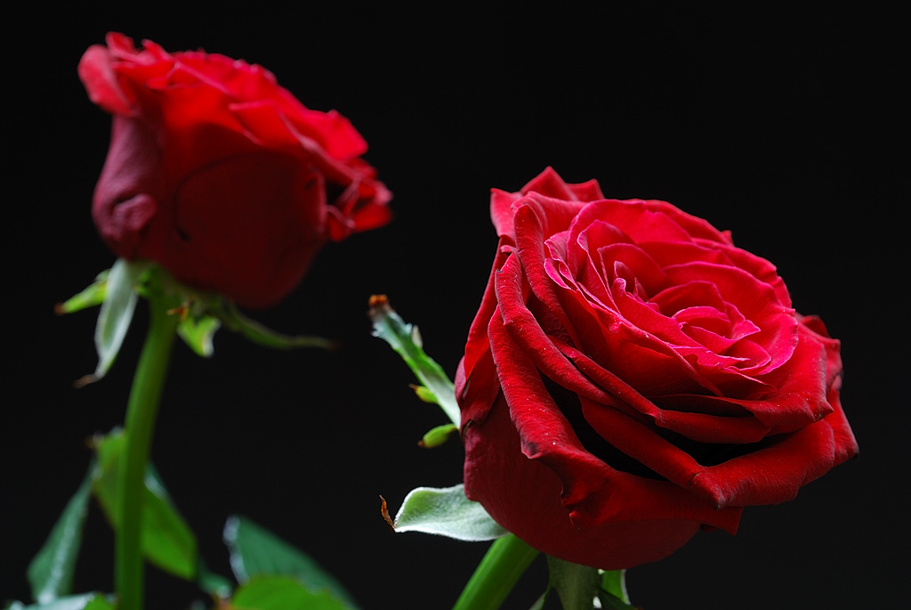 Rose 1