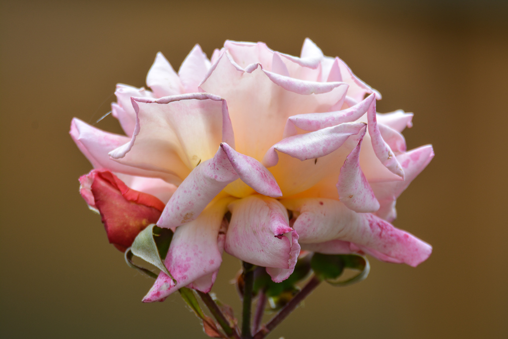 Rose 1773