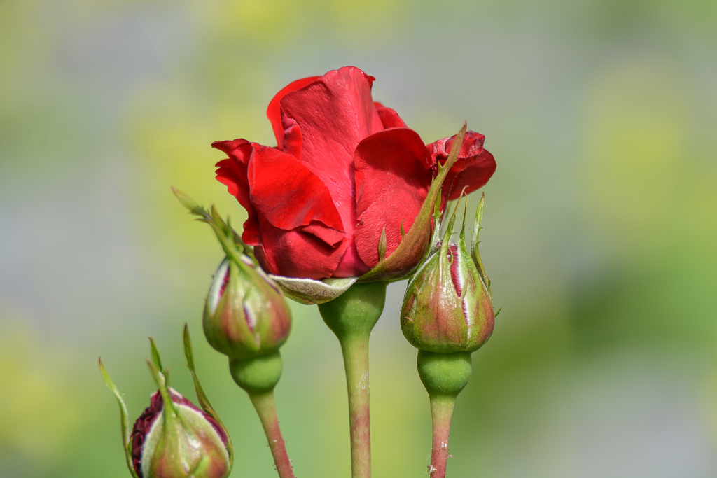 Rose 1819