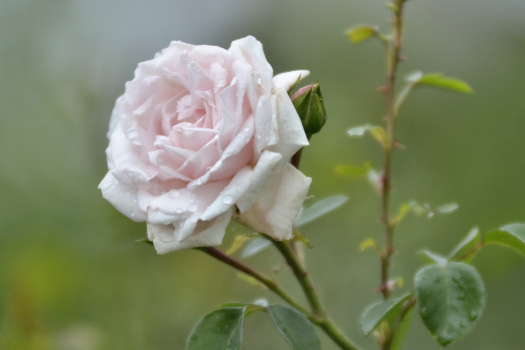 Rose 2.8