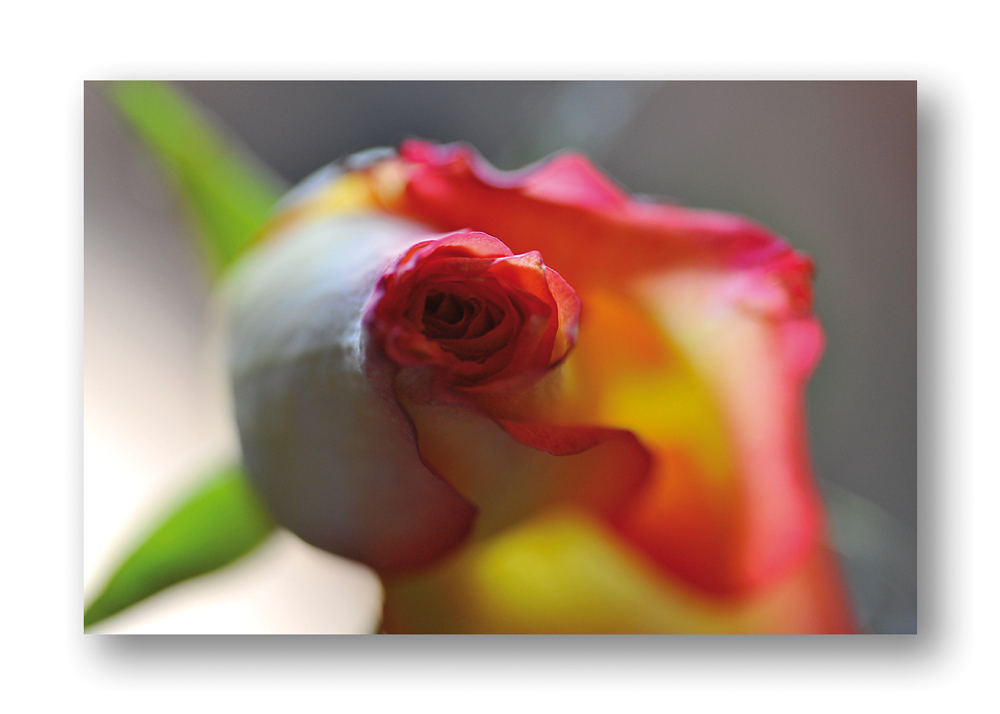 Rose 2