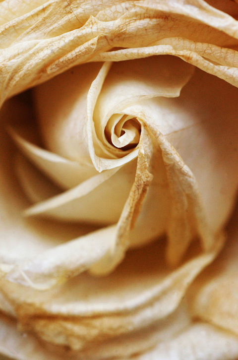 Rose 2