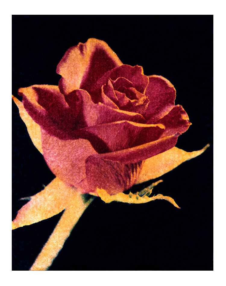 Rose 2