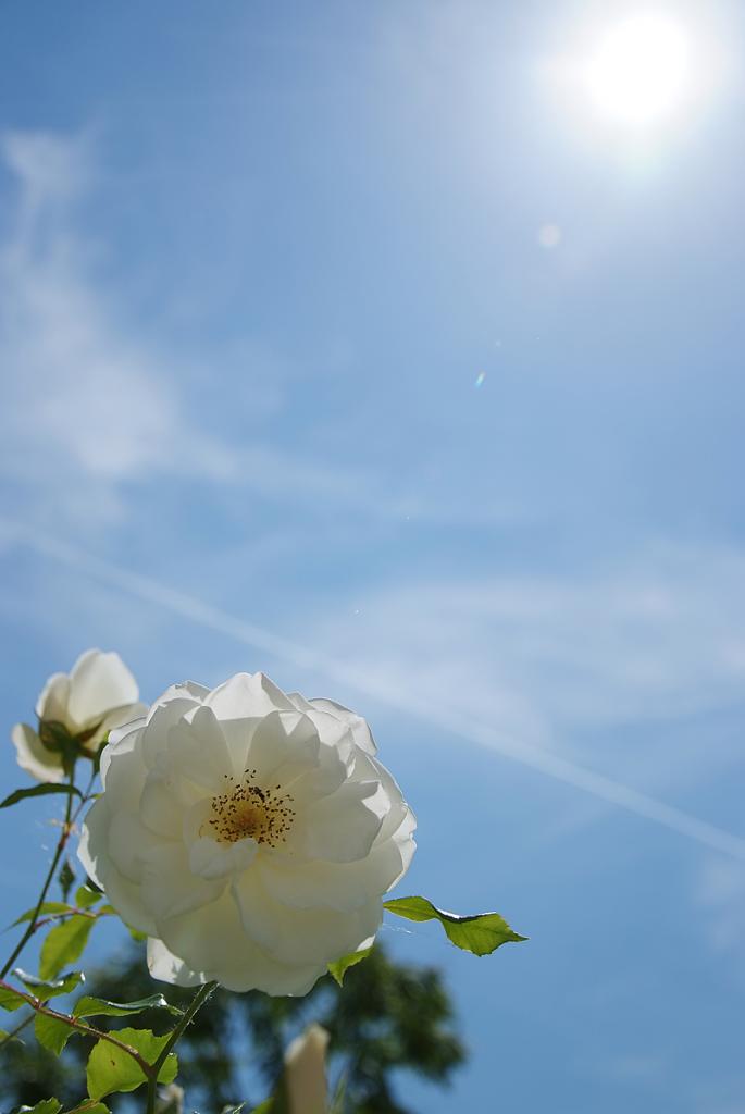 Rose 2