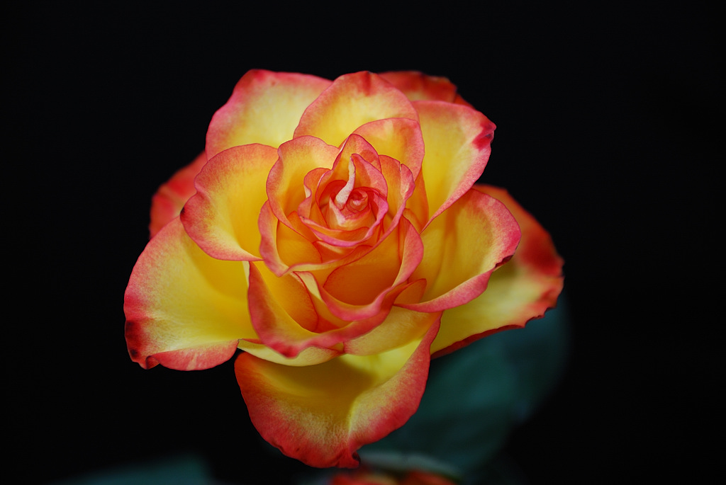 Rose 2