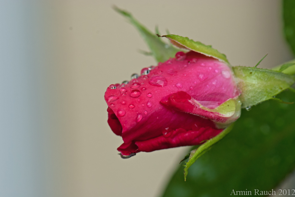 Rose 3