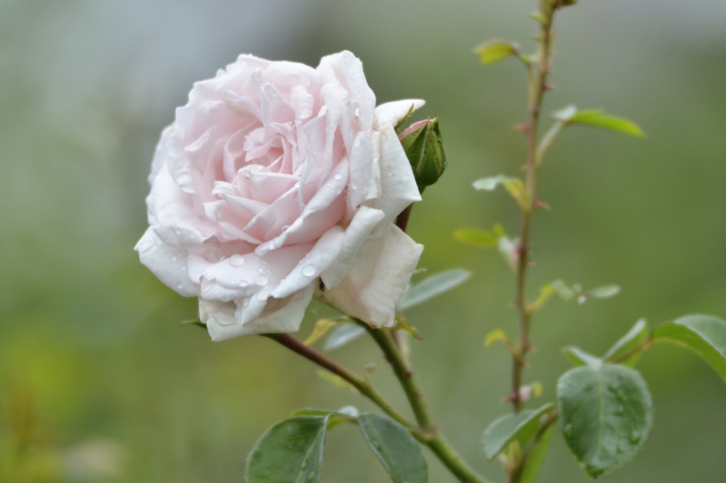 Rose 4.0