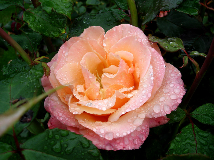 rose 4 Neuseeland 128