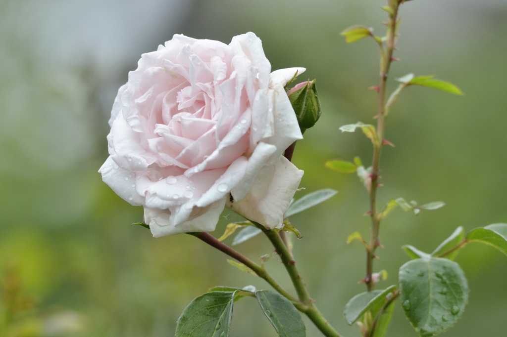 Rose 5.6