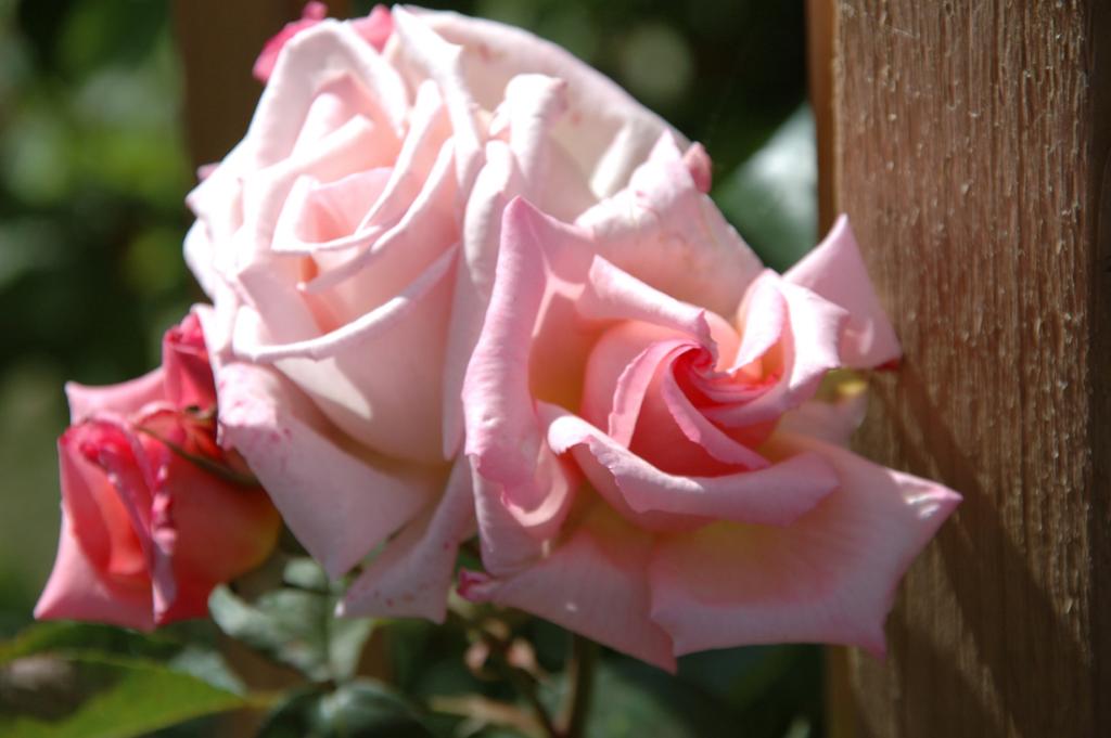 Rose an Pergula
