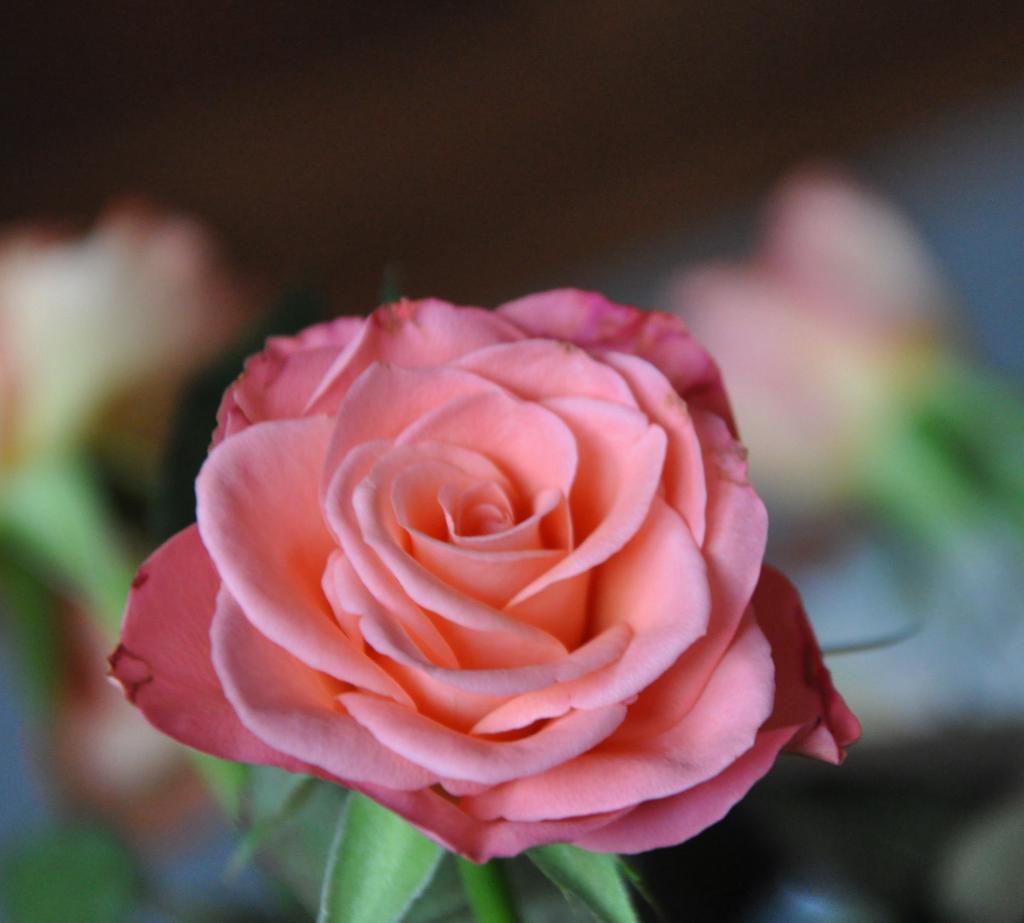 Rose Ausschnitt
