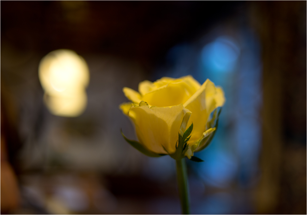 rose beim essen