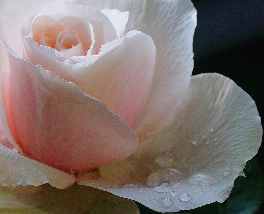 Rose Detail