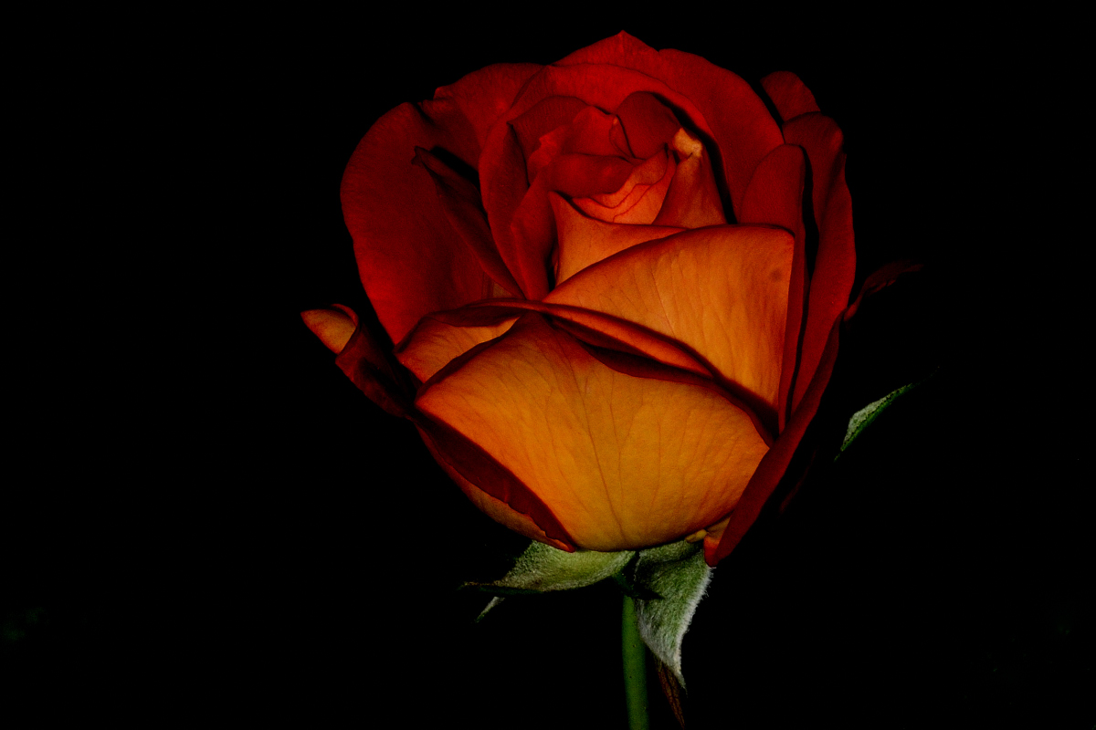 Rose DSC 4613