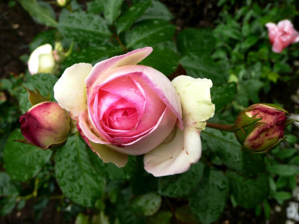 Rose Eden aus unserem Garten
