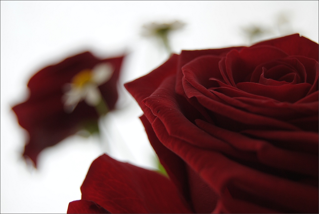 Rose F/5,6