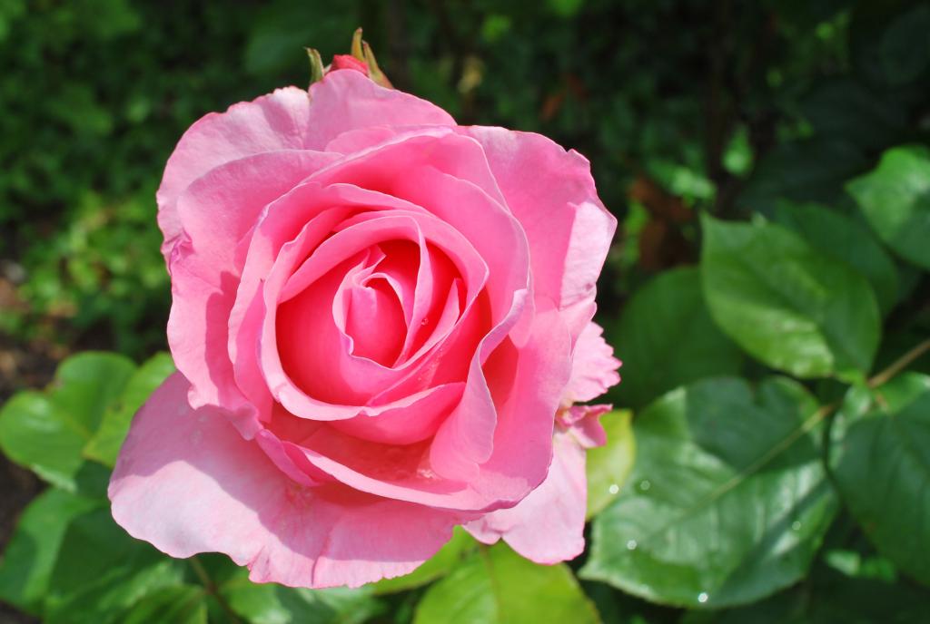 rose gut