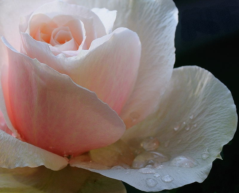 Rose im Detail