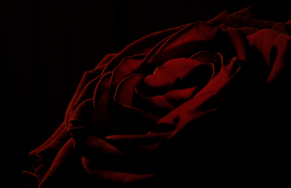 Rose im Kerzenschein