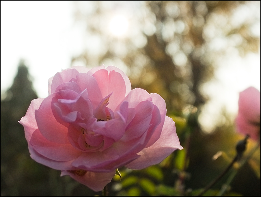 Rose im November 2