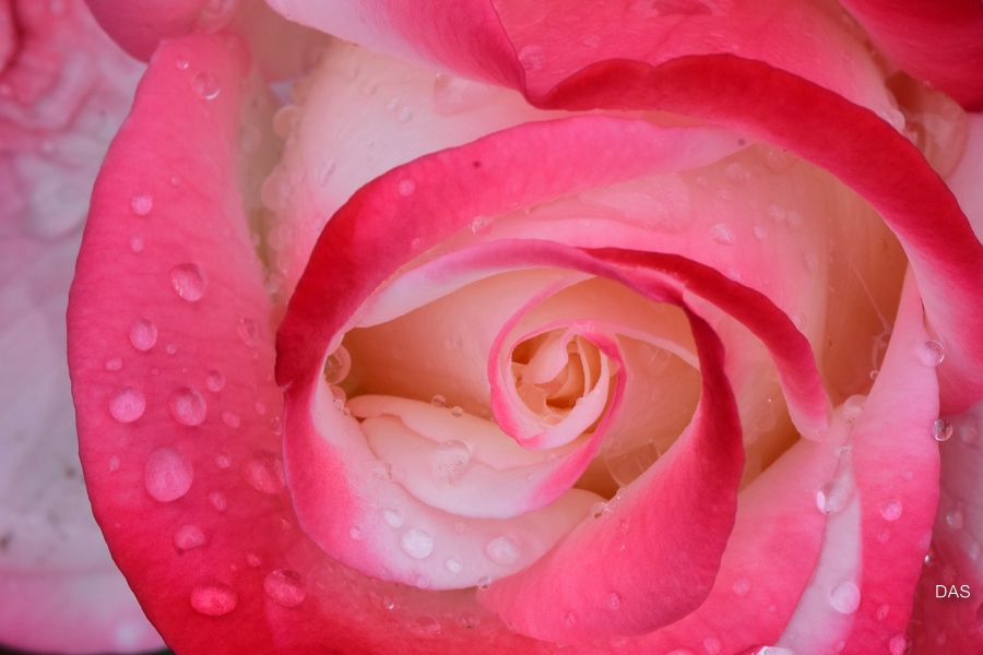 Rose Nostalgie 120616 D 004 NIK