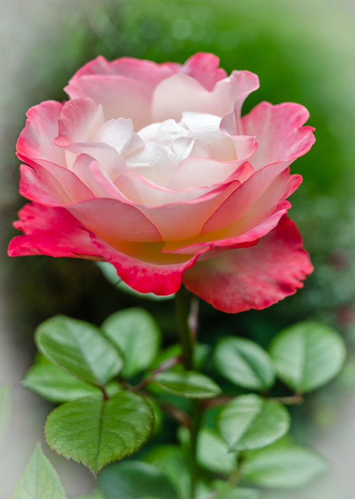 Rose Nostalgie