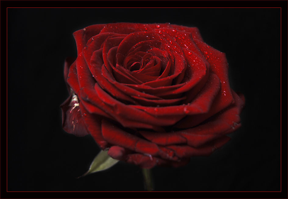 Rose Rahmen