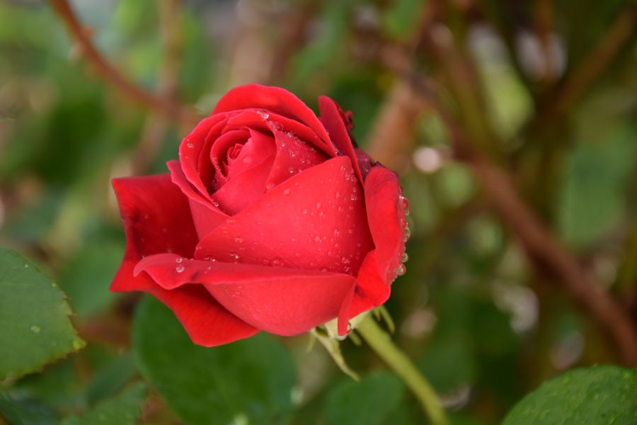 Rose rot klein.JPG