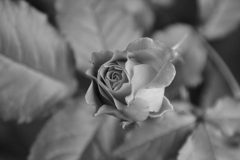 Rose SW