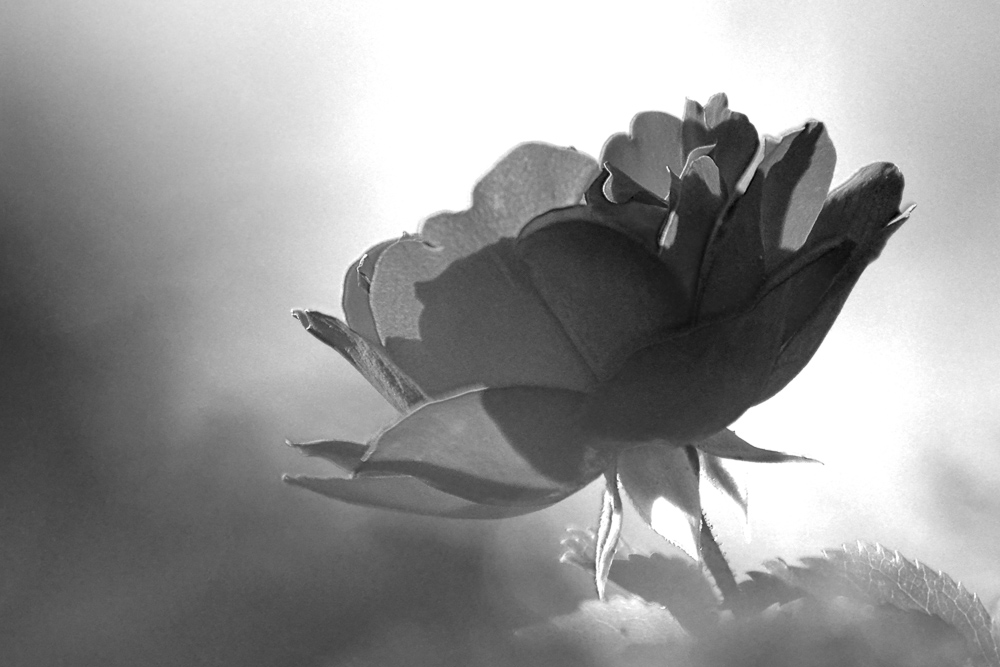 rose sw