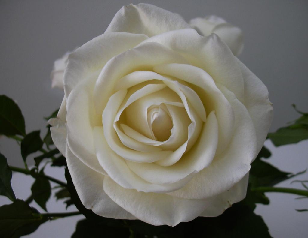 Rose von Herrmann Kopie