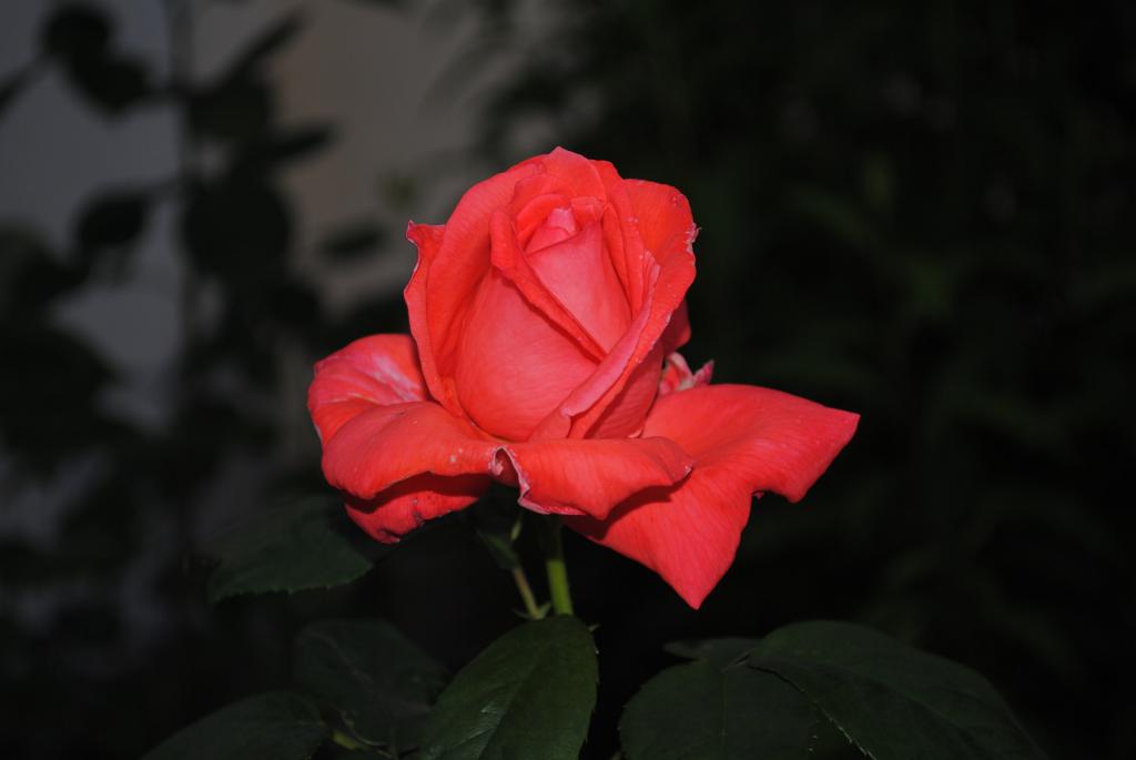 Rose während der "Blauen Stunde"