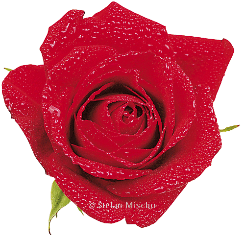 Rose

Zweiter Baustein für die EBV-Spielerei