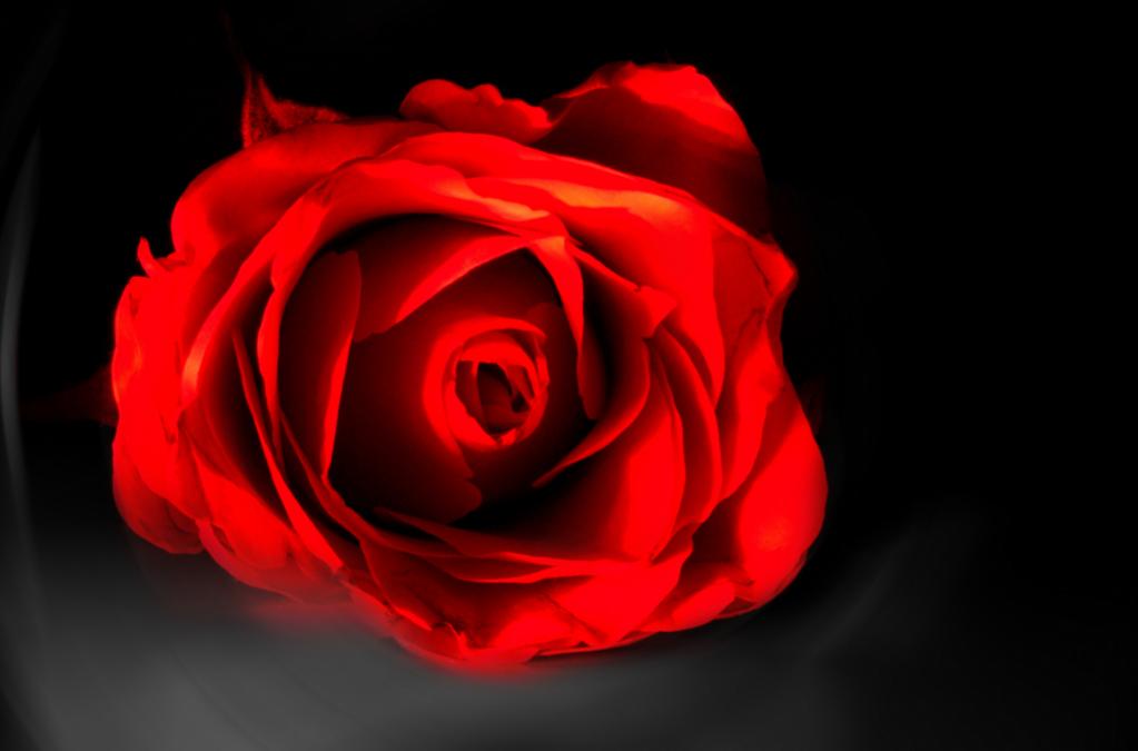 rose