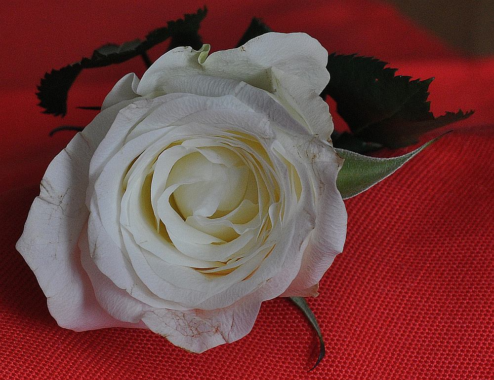 rose