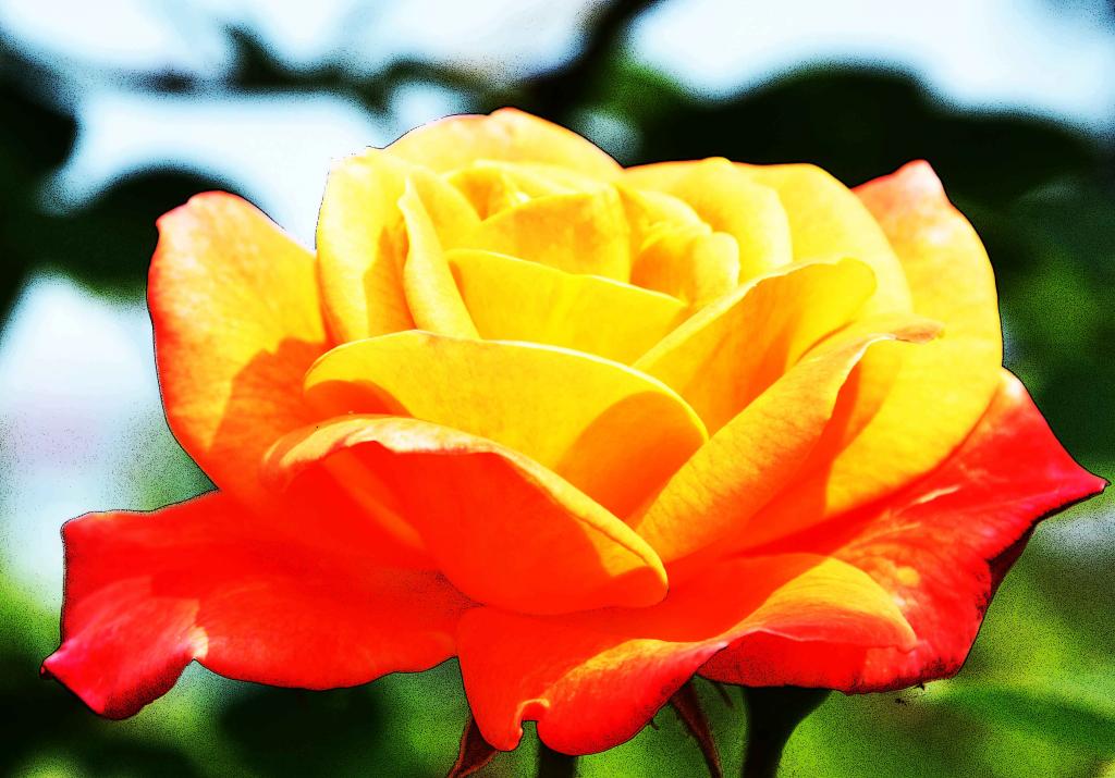 rose