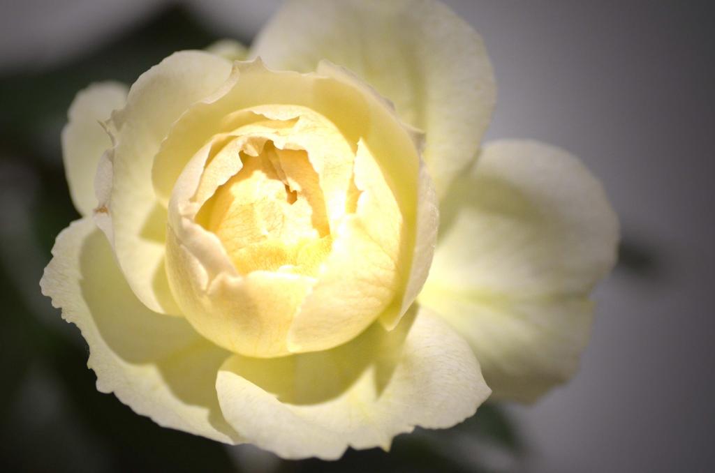 rose