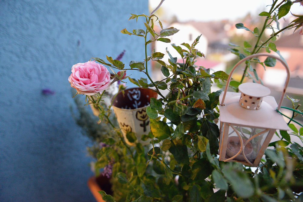 rose