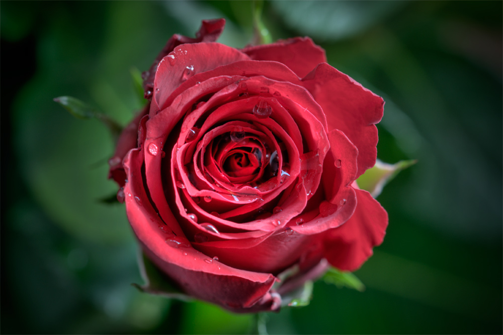 rose