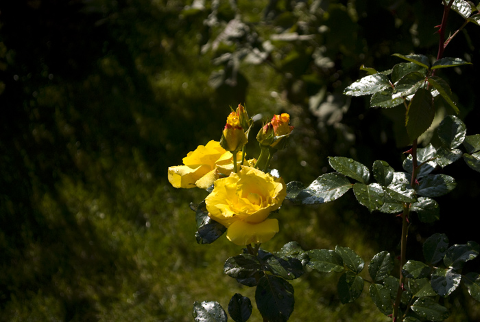 Rose