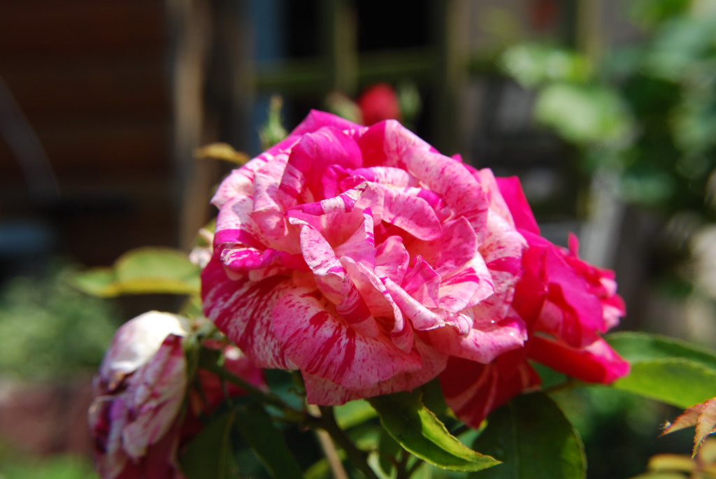 Rose