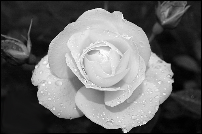 rose