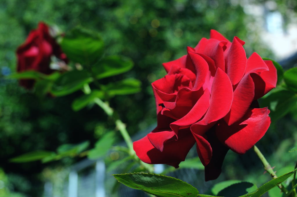 Rose03