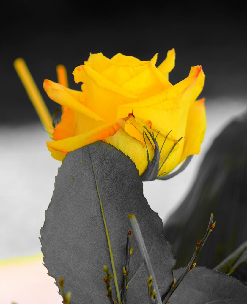 Rose1